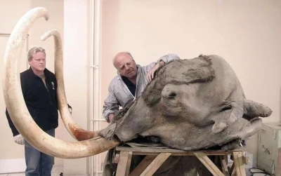 pcstud - Najlepiej zachowana głowa mamuta w historii #historia #archeologia #ciekawos...