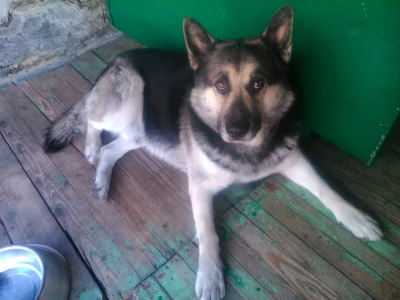 WuDwaKa - A o to pies Szaron, ma ok 7 lat, został wzięty ze schroniska i tak sobie ży...