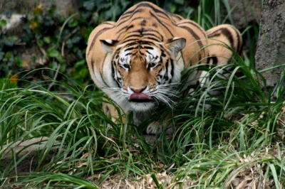 zdjeciezwenszem - #dziendobry Mirko! Oto tygrys szykujący się do zaliczenia skoku z m...