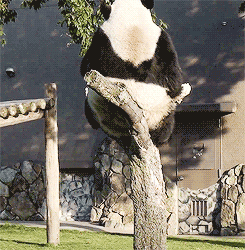 Zari - Nic dziwnego, że do niedawna pandy były na wyginięciu. One stanowią zagrożenie...
