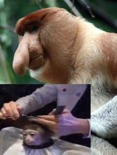 Look the monkey is