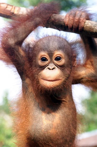 W.....y - #orangutan