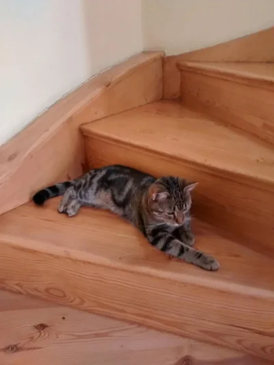 G.....n - Kot jest wyluzowany i spokojnie leży przed psem na schodach - wie, że pies ...