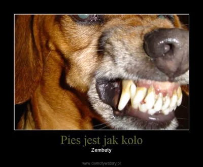 kolczan_prawilnosci - #heheszki #pies 
zobaczcie mirki jakiego śmiesznego mema znalaz...