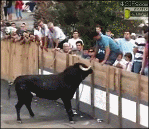 F.....x - #zwierzak #byk Nigdy nie śmiej się z byka.

#gif