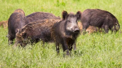 Kroomka - Wygrzebać się z 0-14 w takim stylu...
Na zdjęciu: Polscy koszykarze, Varaž...