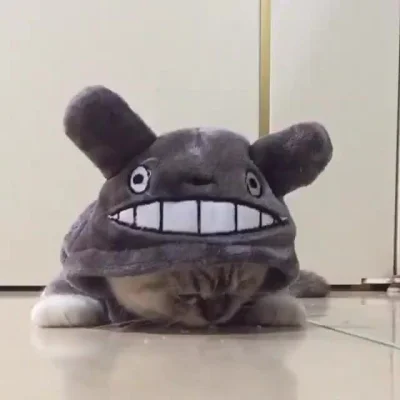 Koleandra - Totoro om nom nom (｡◕‿‿◕｡)

https://www.facebook.com/HappyCatsOnline/vi...