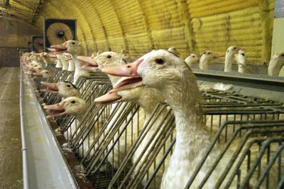grzyb_ek - Kaczki odkrywające 'foie gras' pozdrawiają kaczki odkrywające śnieg ( ͡~ ͜...