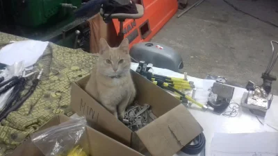 olmaz - Koty są proste. Widzą pudełko i wchodzą #smiesznypiesek #koty