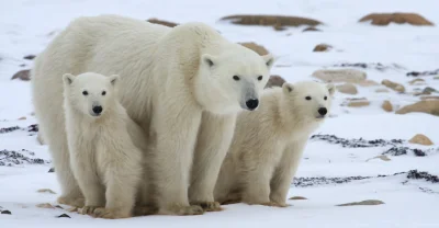 W.....a - Ciekawostka 41

Futro niedźwiedzia polarnego nie jest białe, tylko przezr...