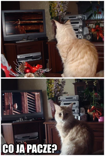K.....G - przeglądam zdjęcia na aparacie i widzę że mój kot ogląda ptaki w tv ( ͡º ͜ʖ...