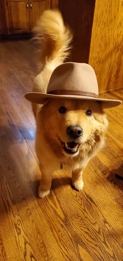EagleOfFreedom - _I like to put hats on my grandparents dog, and she likes to wear th...
