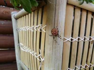 R.....0 - Co to za pajączek?

#pajaki #pytanie #pytaniedoeksperta #owady