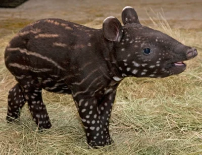 WillyJamess - @kashmirowa: Kup sobie małego tapirka.