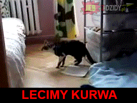 lowca_nalesnikow - #koty #jebzdzidyaledobre #gif