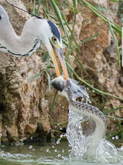 kozinho3 - Wąż czy czapla, kto dziś zje rybkę na obiad?
#natura #swiat