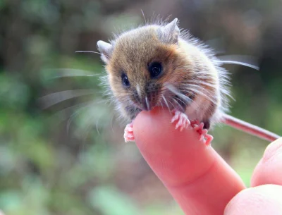 angelosodano - Reithrodontomys bakeri_
#vaticanoanimale #zwierzaczki #gryzonie #amer...