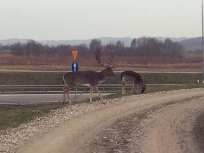 kicioch - Patrzcie na co dziś trafiłam :)
Niby tylko jeleń, ale w około niego było ok...