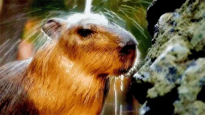 likk - zajebista #kapibara zawsze jest zajebista



#gif #zwierzaczki #zwierzeta