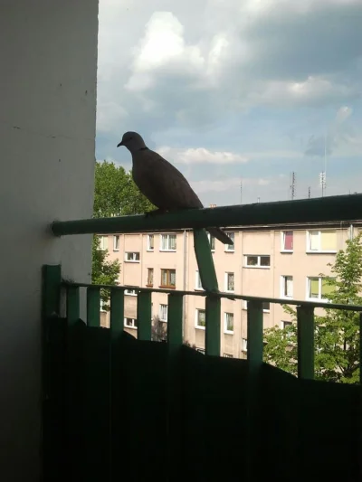 Szym-s - @Werify: ja znam inne takie zwierzęta. Jak kopcę na balkonie to często przyl...