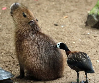 l-da - #kapibara #zwierzeta
