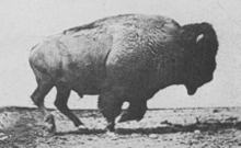 g.....u - Niby tylko galopujący bizon ale trochę straszno to wygląda. 

#bizony #zwie...