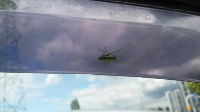 Baranito - Od ok. 3 tygodni jeździ ze mną ten zielony ziomek. Przejechał już prawie 1...