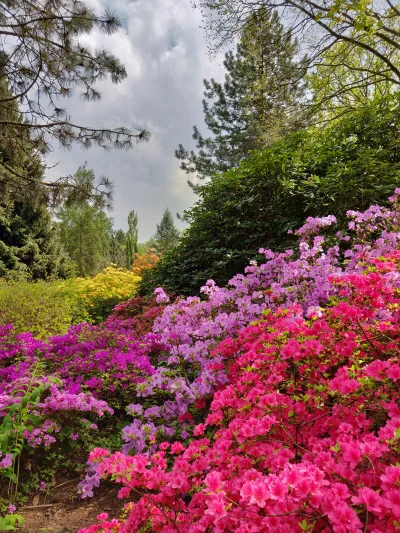 gobi12 - W weekend jak co roku wiosną odwiedziłem Ogród Botaniczny w Powsinie w #wars...