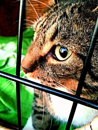 outofspacer - Powrót z urlopu #koty #zwierzaczki #kot