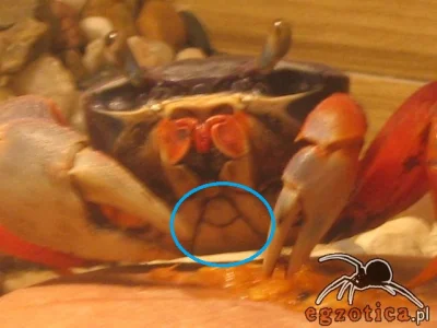 Nedved - @marekpiotr: Np tym, że kraby mają silnie skrócony odwłok zawinięty pod głow...