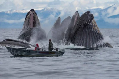 GraveDigger - Takie tam z wielorybami (ʘ‿ʘ)
#zwierzaczki #smiesznaryba