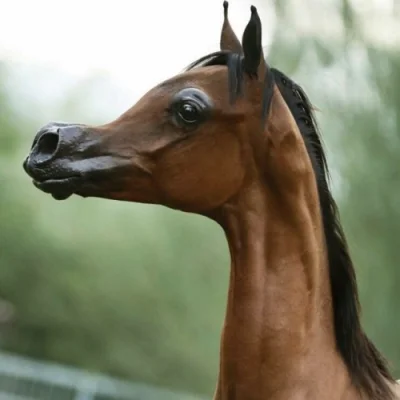 Kosciany - #konie arab