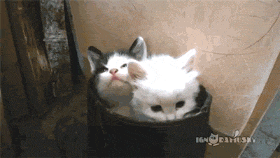 saginata - #koty #gif #smiesznypiesek