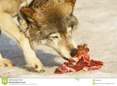 GrzegorzJestem - Dobra ostatnia nieszowa dieta dla potomnych 
Dlaczego wilki w zimny...