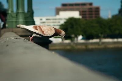 kali187 - Ptaki miejskie w #londyn.ie są prześladowane! Gołębie do tego stopnia, że p...