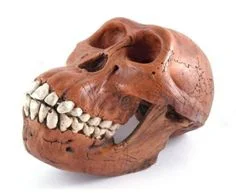 Fevx - @Caoi: to chyba homo floresiensis, który sobie już intensywnie ewoluował, więc...