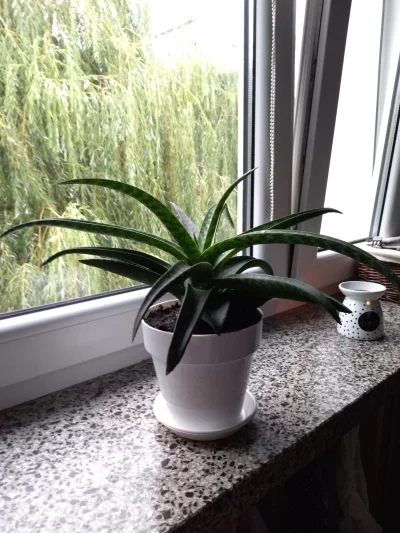 frotkadowlosow - Polecam aloes jest mniej #!$%@? ( ͡º ͜ʖ͡º)