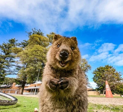 aloszkaniechbedzie - #dziendobry co powiecie na piąteczek? ( ͡º ͜ʖ͡º) 

#quokkanadzis...