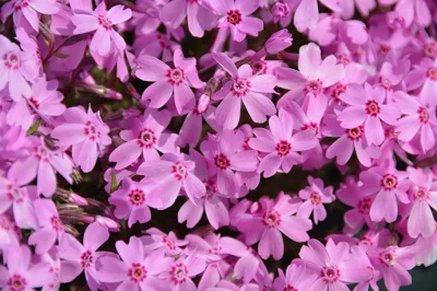 ama-japan - @Springiscoming: bo Shibazakura czy Shibasakura to nazwa tego fioletowego...