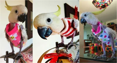 likk - #papugiwswetrach 

#papuszkaboners #papugi #zwierzaczki