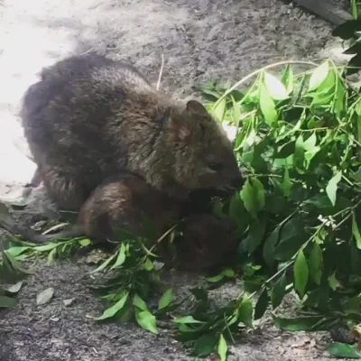 mfek00 - Liścieje ruchome, na środy osłodę
#quokka #quokkanadzis #zwierzaczki