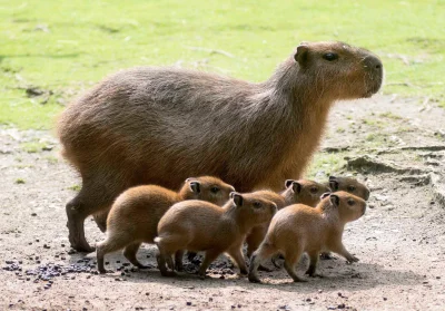 GraveDigger - Śliczne, młode kapibary z matką <3

#zwierzaczki