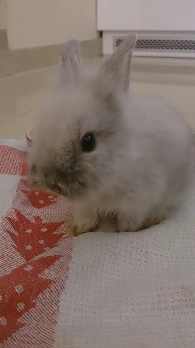 equo - Razem z #rozowypasek szukamy imienia dla tego przeuroczego króliczka. Pomóżcie...