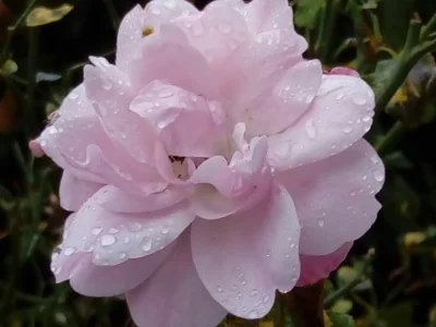laaalaaa - Róża skąpana w deszczu ( ͡° ͜ʖ ͡°)
99/100
#mojeroze #chwalesie #ogrodnic...