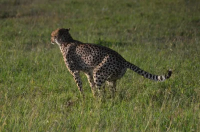 TataBartusia - To ja rzucę faktem ze stycznia, z Kenii. Za dwudniowe safari (safari w...