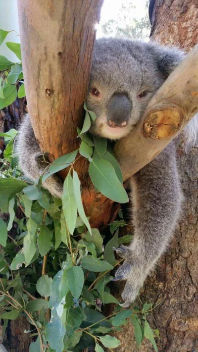 Najzajebistszy - Koala na lepszy wtorek. ʕ•ᴥ•ʔ

#koala #koalowabojowka #zwierzaczki