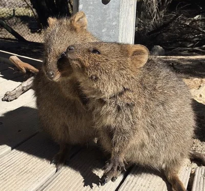 aloszkaniechbedzie - #quokka #quokkanadzis #zwierzaczki