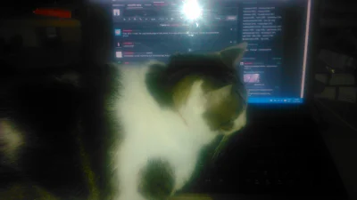 marcin3412 - Mojemu kotu jest tak zimno, że zaczął okupować mojego laptopa (╯︵╰,)