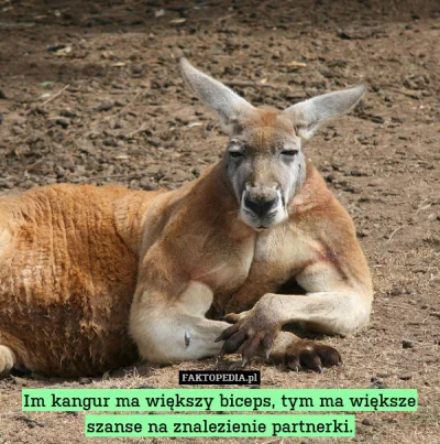 matikolcz - Kangury to niezłe dziki (✌ ﾟ ∀ ﾟ)☞
