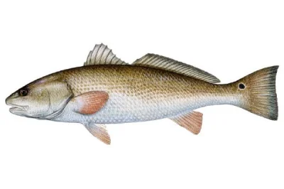 grzp - Ta ryba to Sciaenops ocellatus (kulbak czerwony) znana także jako korwin czerw...